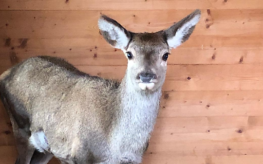 Dal cortile ai boschi di Bardonecchia: un cervo ferito torna libero grazie al progetto &ldquo;Salviamoli insieme&rdquo;