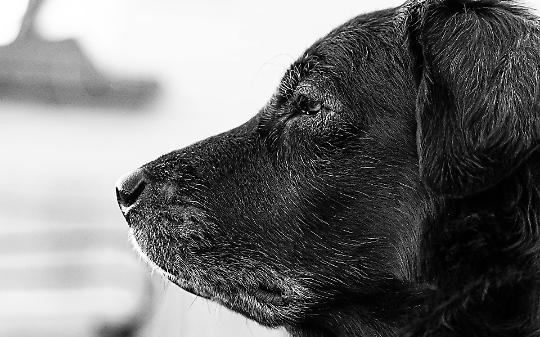 Un cane anziano (Chivasso)