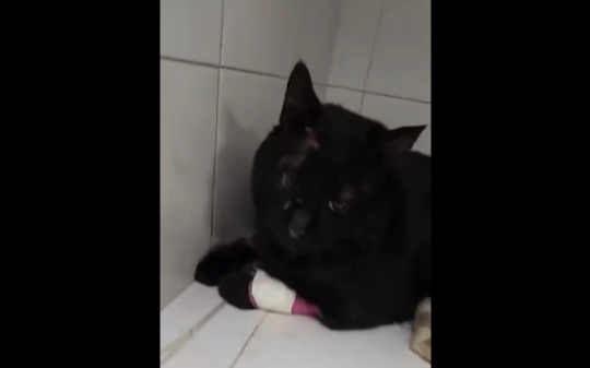 Gatto investito davanti al Bennet di Chivasso nel giorno sbagliato: &laquo;Se non era per noi l'avrebbero lasciato l&igrave;...&raquo; (VIDEO)