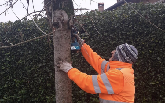 Quando la cura del verde