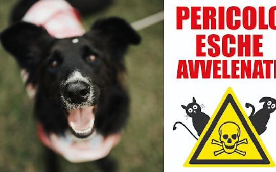 Bocconi avvelenati in Canavese, l&rsquo;allarme del Comune dopo due cani trovati morti