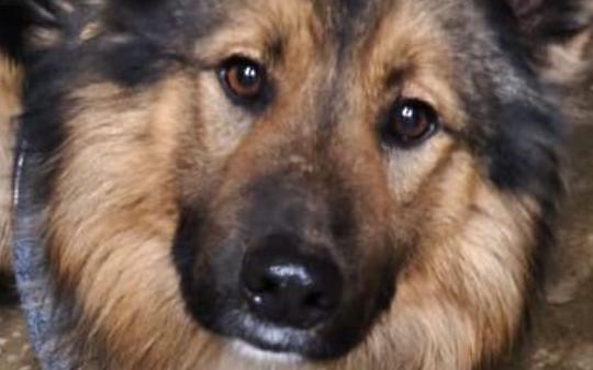 Abbandonato sotto le bombe in Ucraina, ora &egrave; in viaggio verso il Canavese: la storia di Oliver, anche lui vittima della guerra