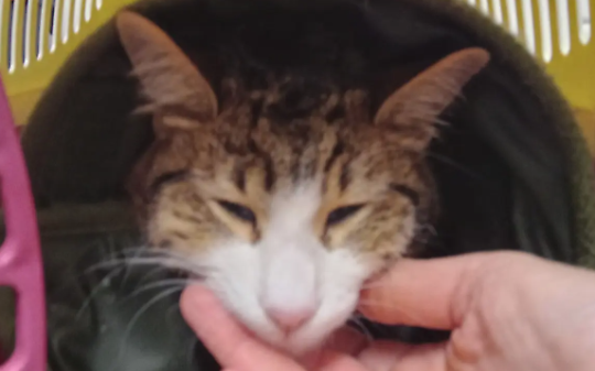 Gas Gas lotta per respirare