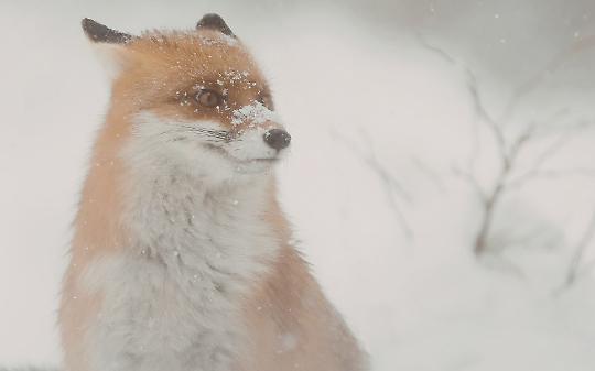 La volpe nella bufera a 2.366 metri