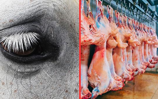 Stop ai cavalli al macello