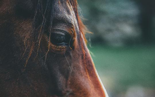 San Savino 2026, a caccia dell&rsquo;immagine simbolo: al via il concorso nazionale per il manifesto della Festa