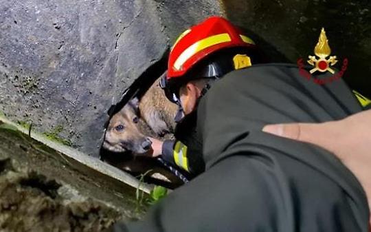 Leila salvata a mano dai vigili del fuoco