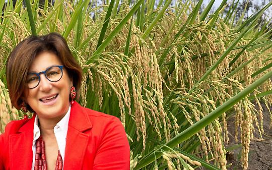 Riso, l&rsquo;allarme da Vercelli: filiera in grave difficolt&agrave; tra crisi e pressioni internazionali