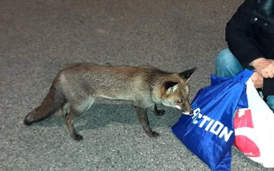 La volpe di Castellamonte