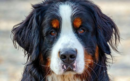 Bovaro del bernese travolto e ucciso da un camion: indagine in corso
