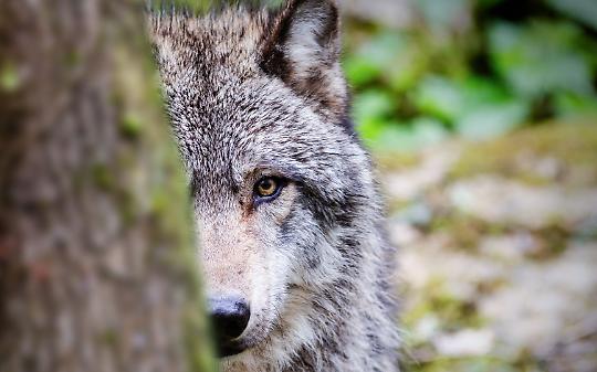 Lupo avvistato a San Raffaele Cimena