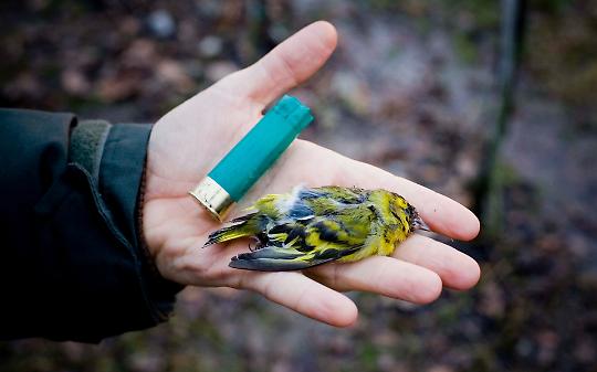 Dal bracconaggio agli incendi dolosi, il report WWF svela una rete criminale globale che devasta biodiversit&agrave;, clima e comunit&agrave;