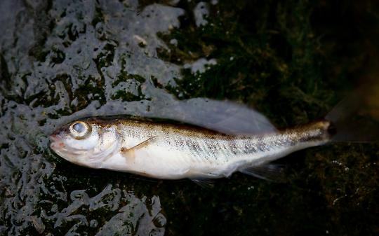 Pesci morti nel rio Valsoglia: scatta l&rsquo;allarme alla Mandria, indaga Arpa