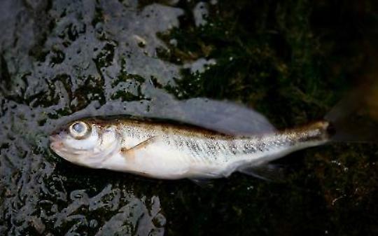 Allarme alla Mandria