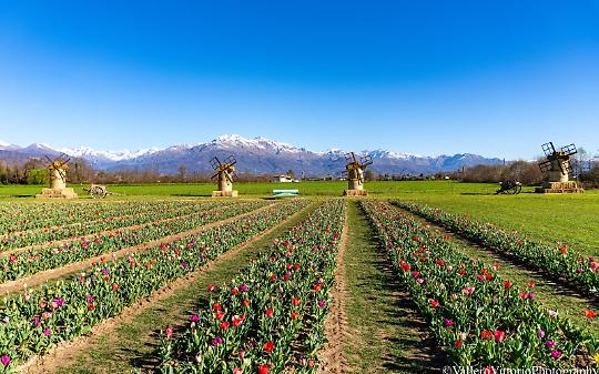 L&rsquo;Olanda che fiorisce in Canavese
