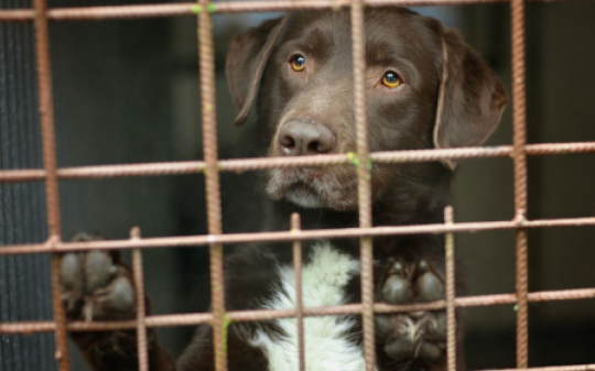 Cuccioli malati e venduti illegalmente in un allevamento abusivo a Chivasso: la Procura chiede il processo