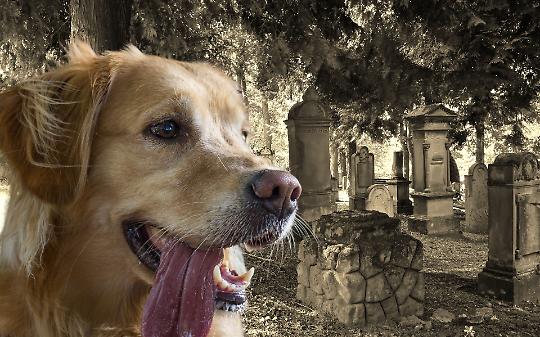 Brandizzo apre ai cani al cimitero: approvata la mozione per cambiare il regolamento