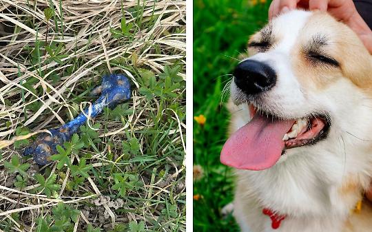 Possibili bocconi avvelenati lungo il Canale Cavour, allarme tra i cittadini di Chivasso
