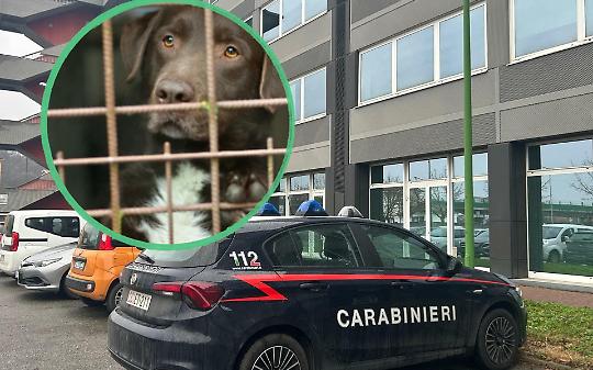 Associazione per delinquere e maltrattamenti agli animali a Chivasso: gli indagati sono sei. Nei guai anche tre veterinari