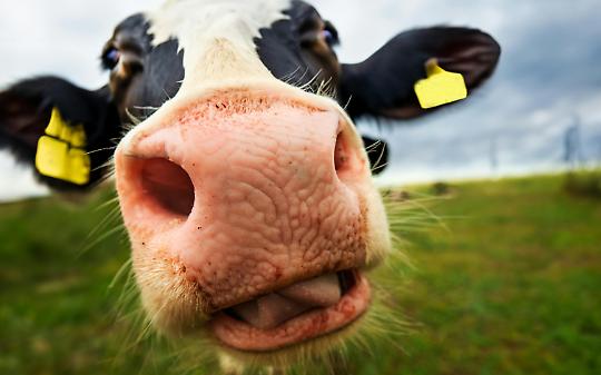 Il prezzo del latte crolla, Coldiretti Torino chiama l&rsquo;industria al confronto