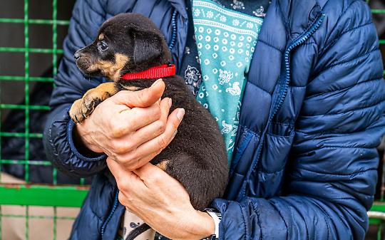 Cinquanta cani in un allevamento abusivo: scatta il sequestro a Favria