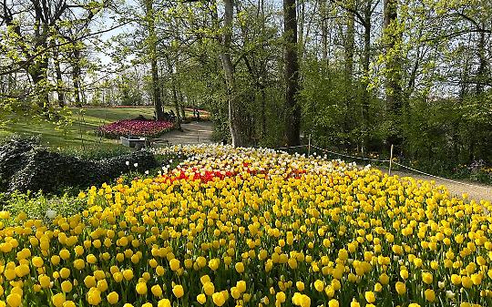 Messer Tulipano 2026: il Castello di Pralormo si trasforma in un giardino di 130 mila fiori