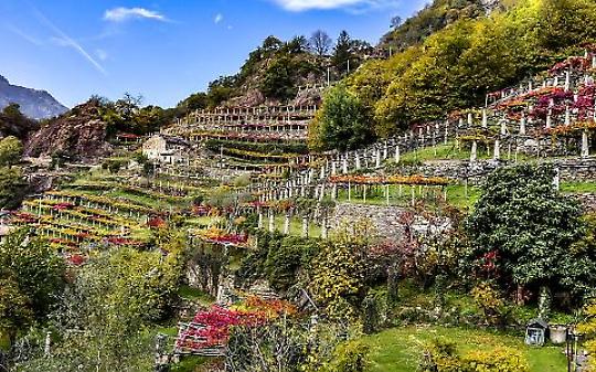 Vigneti piemontesi e cambiamento climatico, al Politecnico di Torino le nuove tecnologie per salvare la viticoltura
