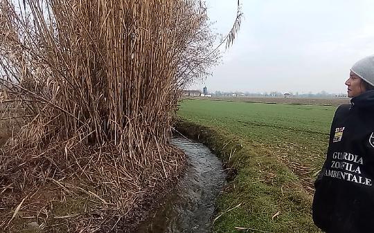 A Settimo Torinese, Borgaro e Caselle comandano i "bracconieri"