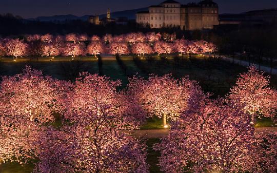 Venaria si prepara da domani all&rsquo;assalto dei ciliegi: pi&ugrave; corse GTT e Giardini aperti di notte
