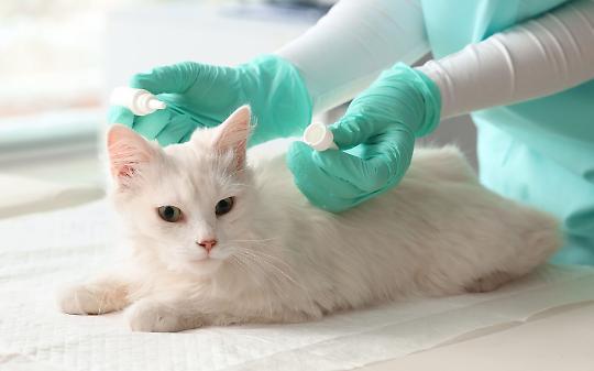 Gatto dal veterinario