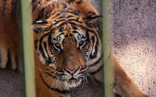 Il circo con animali &egrave; ancora accettabile?