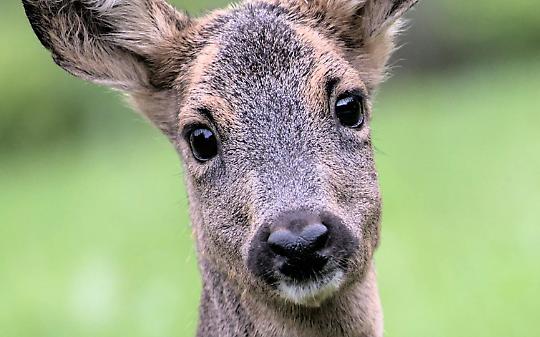 Capriolo cade nel fossato del castello: &egrave; in fin di vita