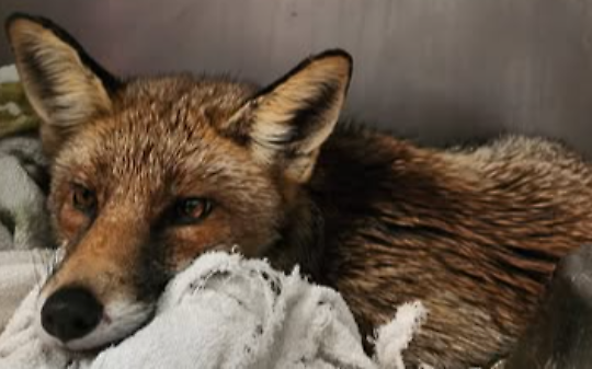 La volpe di Castellamonte