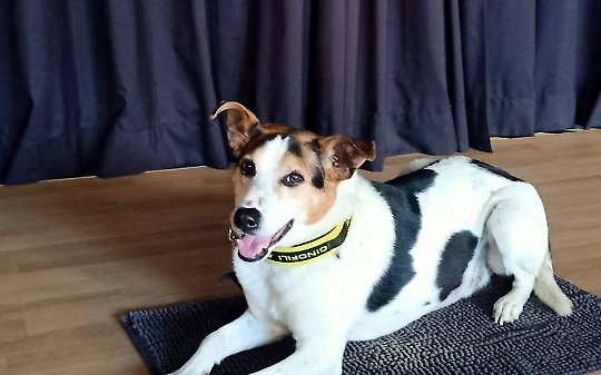 Pippo il cane da soccorso conquista gli studenti di Borgaro