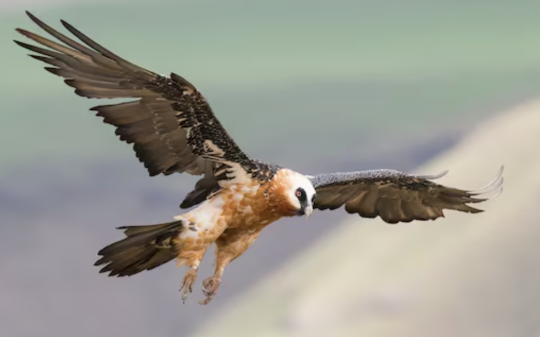 Credevamo fosse scomparso