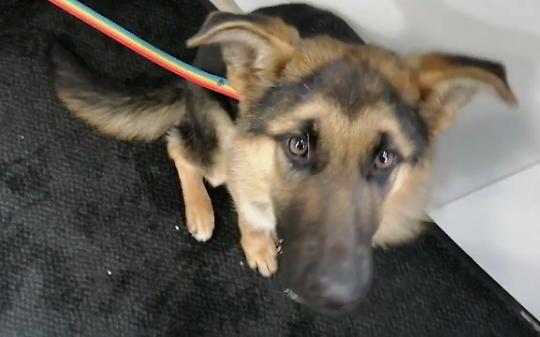 Nichelino, &ldquo;il canile non &egrave; un parcheggio&rdquo;: Fiodor Verzola rilancia la tutela animale e ferma le cessioni facili