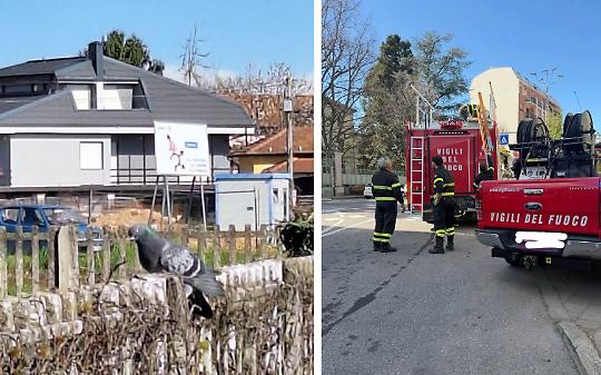 Piccione ferito incastrato in stazione: intervengono i Vigili del Fuoco in Canavese