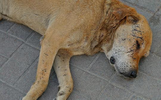 Trascinato vivo sull&rsquo;asfalto: il sangue di un cane dietro un trattore