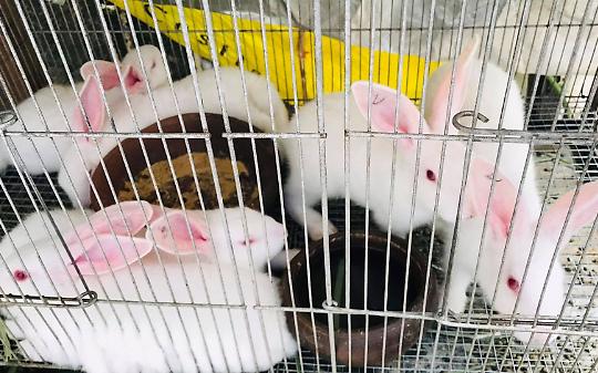 Lein&igrave; vieta gli animali