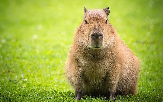 Arrivano i capibara a Zoom Torino: le &ldquo;star del web&rdquo; conquistano il bioparco