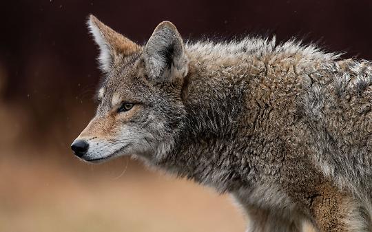 Lupo decapitato e appeso a un cartello