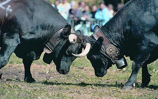 Favria, terra viva: torna la Fiera di Sant&rsquo;Isidoro