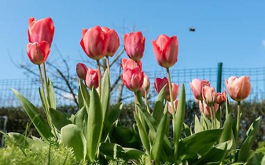Il segreto dei tulipani di Favria: una storia d&rsquo;amore che non doveva esistere