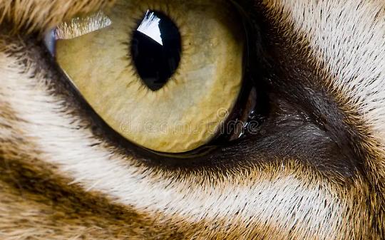 L&rsquo;ombra tra i boschi