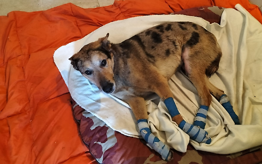 Cane legato ad un trattore e trascinato in strada. Preso in carico dal Canile di Caluso. Si salver&agrave;