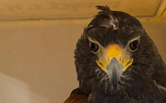 Poiana di Harris trovata a terra a Venaria: &egrave; inanellata, si cerca il proprietario