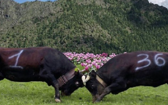 Incontro fra "Regine"