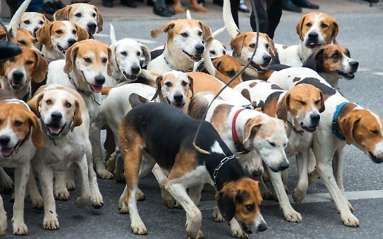 55 cani trovati morti