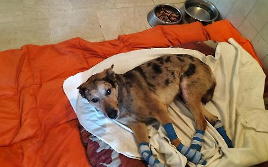 Tek trascinato sull&rsquo;asfalto, ora &egrave; salvo: il caso che scuote il Canavese