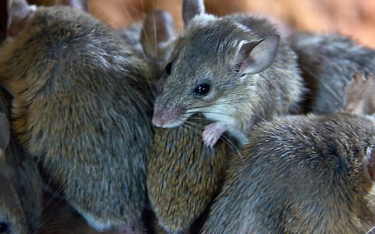 &ldquo;Siamo stanchi&rdquo;. Settimo Torinese invasa dai topi